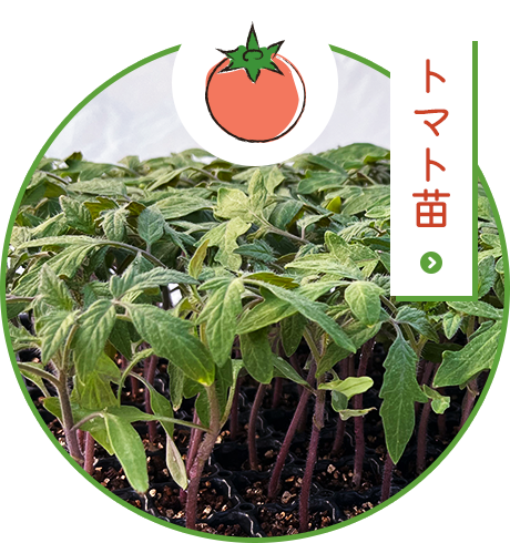 トマト苗