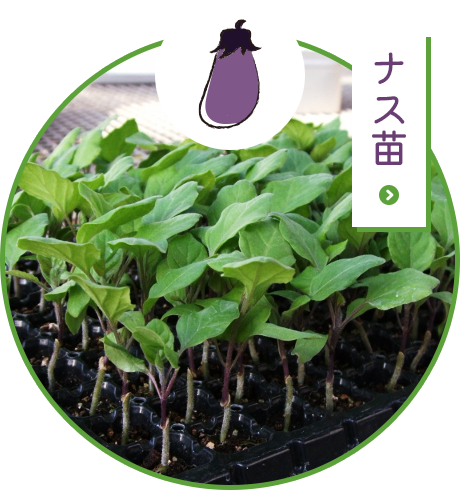 ナス苗