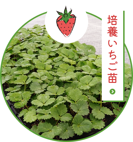 培養いちご苗