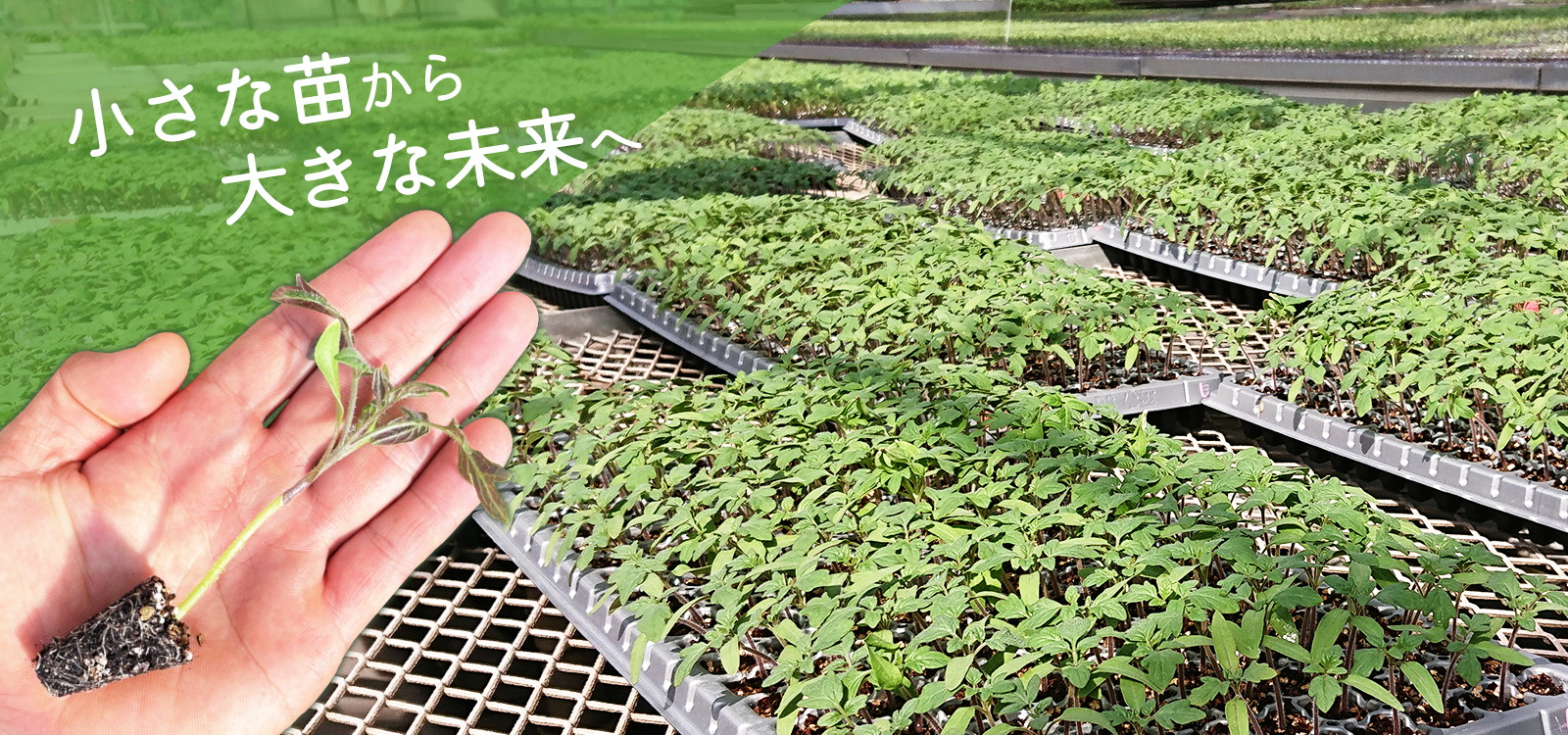 小さな苗から大きな未来へ