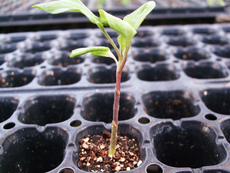 ダブル台木(穂木×特殊台木×台木)