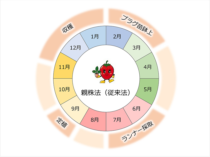 親株法（従来法）