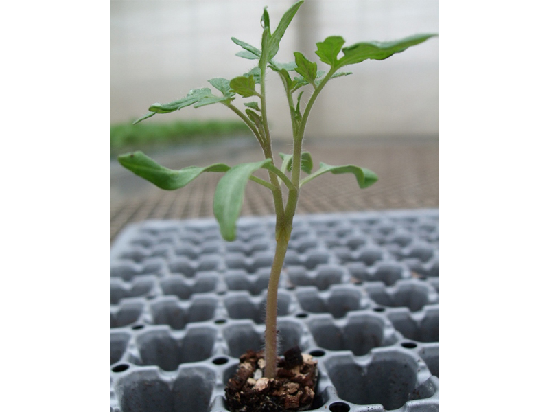 V接ぎ(穂木×穂木×台木)