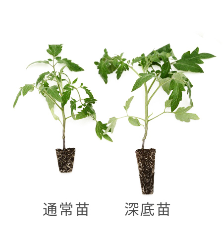 通常苗と深底苗の比較