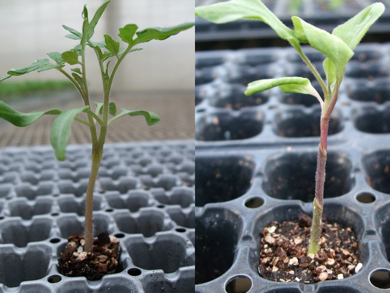 独自の商品開発